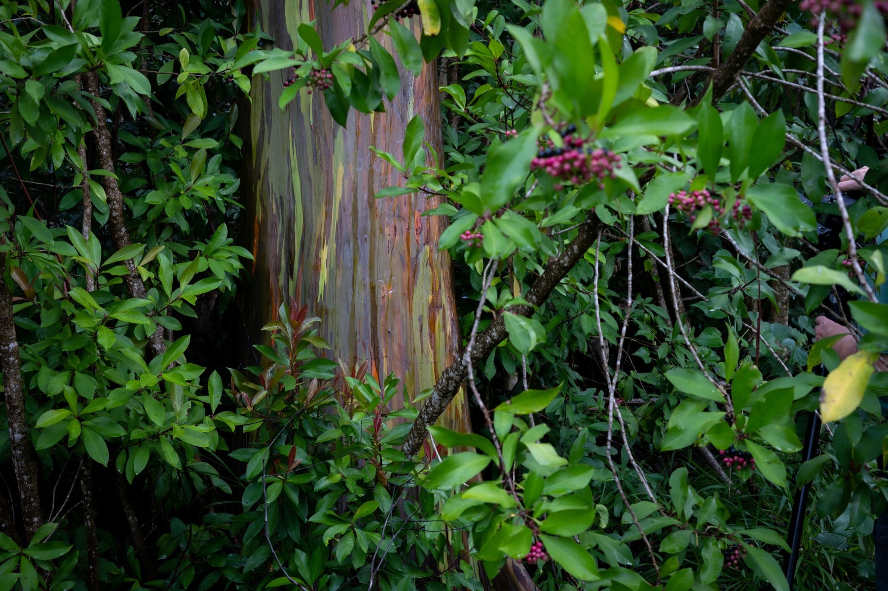 Lush garden path for personal travel planning