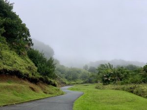 Main Ridge Forest Reserve