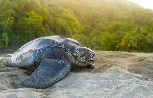 The Caribbean Island That Still section image: Wildlife Encounters That Feel Personal