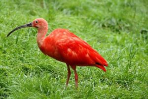 The Caribbean Island That Still section image: Wildlife Encounters That Feel Personal