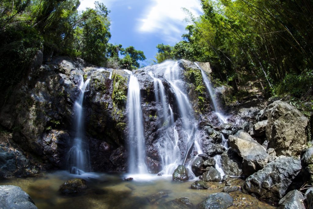 The Caribbean Island That Still section image: A Rainforest Older Than You Expect