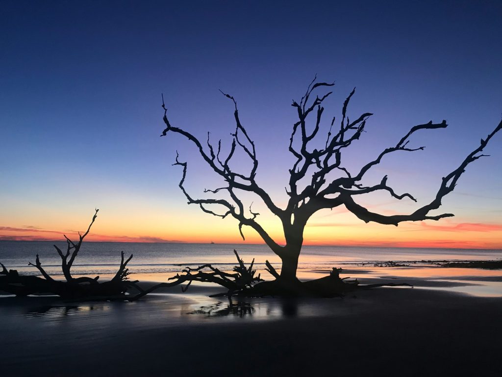The Ultimate Guide to Jekyll Island section image: Driftwood Beach Is Even Better at Sunrise