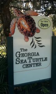 The Ultimate Guide to Jekyll Island section image: Don’t Skip the Georgia Sea Turtle Center